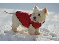 Жилет Стьобаний для собак  червоний  міні 21х27 см